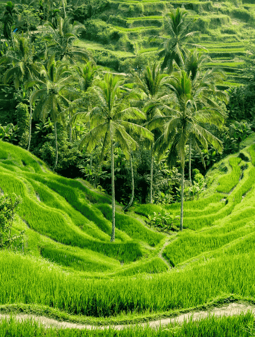 Tabanan jatiluwih rice terrace